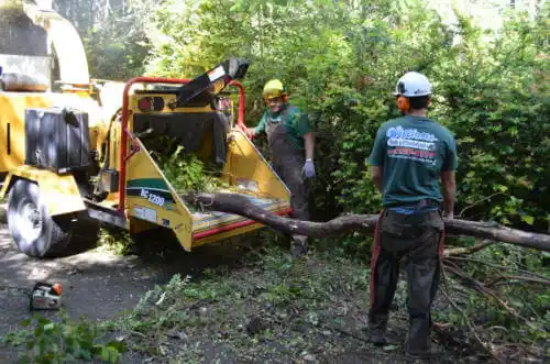 tree services Sawmill